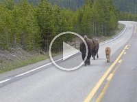 Yelllowstone_Bisons_on_the_road