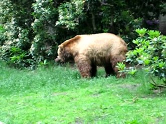 Bear in the Hamburg Zoo